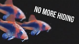 How To Stop Your Cory Catfish From Hiding [upl. by Hnilym138]