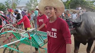 urvanito Semifinals Final Full Video karera Ng Kalabaw Sa Brgy Bantug Talavera jan23 2024 [upl. by Celeste]