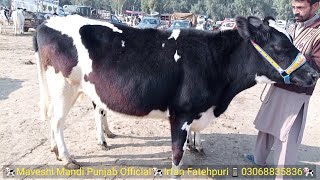 Holstein Friesian Cow ki Pehchan and Price  Holstein Friesian Cow Best Price in Punjab [upl. by Ier]