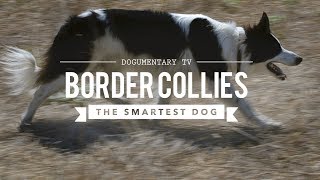 BORDER COLLIE THE WORLDS SMARTEST DOGS [upl. by Farica]