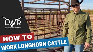 How to Work Longhorn Cattle with Squeeze Chute [upl. by Cadmar]