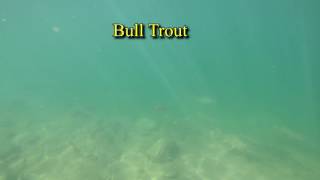 Kokanee Salmon and Bull Trout [upl. by Eskil]