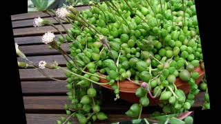 Senecio Herreianus String of Beads [upl. by Eph]