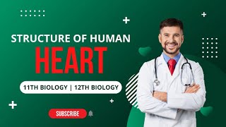 Structure Of Mammalian Heart  11th Biology  Biology 20 [upl. by Ihteerp]