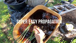 PROPAGATING BAMBOO  the easy way [upl. by Anomor]