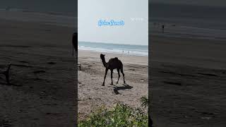 Calm Camels at Dapoli Beach Suma Beachresort [upl. by Renata]