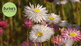 Burkes Backyard Australian Native Paper Daisies [upl. by Favin892]