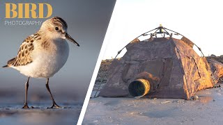 BIRD PHOTOGRAPHY  photographing shorebirds  camouflage blind [upl. by Esilenna]