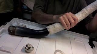 Scientists extract rare giant shipworm from shell in toecurling video [upl. by Vijar]