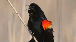 How Nature Works Redwinged Blackbird Display [upl. by Alleris137]