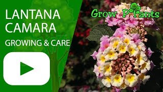 Lantana camara  growing amp care [upl. by Anirok]