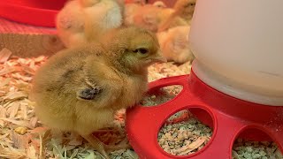 Raising Baby Chicks Step by Step [upl. by Dnanidref]