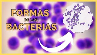 MORFOLOGIA BACTERIANA  MICROBIOLOGIA [upl. by Tuckie]