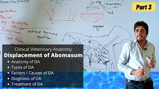 Displacement of Abomasum  Part 33 [upl. by Burrell846]