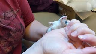 Giving oral medication to mouse [upl. by Spalla]