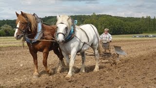 Des chevaux de Trait au travail des champs [upl. by Pauletta893]