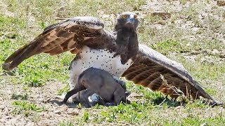 Eagle Catches amp Fights Baby Warthog [upl. by Sivar335]