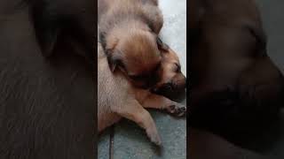 cute dog startled funny puppy 面白い子犬 Cute baby animals Videos [upl. by Mike914]