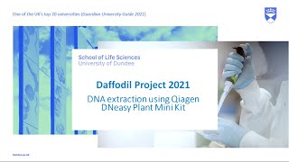 Video 1 DNA Extraction using Qiagen DNeasy Plant Mini Kit [upl. by Eseneg121]