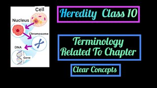 Heredity Terminology Chromosomes DNA Genes Allele Homo amp Heterozygous Phenotype Genotype etc [upl. by El395]