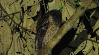 Autillo Gorjiblanco  autillo de garganta blanca Megascops albogularis Whitethroated Screechowl [upl. by Gelhar]