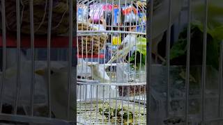 Pair of canary stimulation and cage training birdslover birds [upl. by Trebloc]