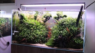 5 Tips for Establishing a New Aquascape or Planted Aquarium [upl. by Netty]