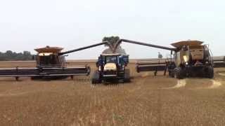 Big COMBINES Harvesting Corn [upl. by Vaish]