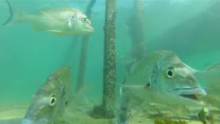 Bream Fishing Forster Tuncurry [upl. by Ieluuk]