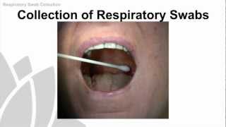 Respiratory Swab Collection Training Video  NSW Health [upl. by Atoiganap]