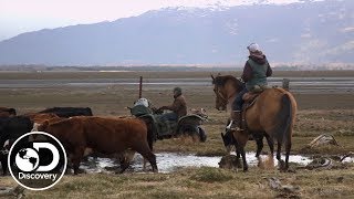 Cattle Herding  Alaska The Last Frontier [upl. by Marianna]