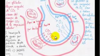 Intercambio de gases en alvéolo [upl. by Grimbal]