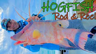 How to Catch GIANT Hogfish  Anna Maria Island Bradenton Florida [upl. by Demp]