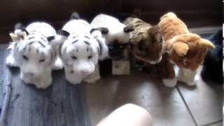 Adopting 6 Webkinz 2 Sig White Bengal Tigers Sig Siamese Sig Orange Tabby Sig Bengal Black Wolf [upl. by Gunilla210]