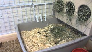 How To Litter Box Train Your Bunny Rabbit [upl. by Illom]