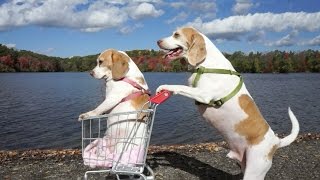 Dogs Epic Shopping Cart Voyage Funny Dogs Maymo amp Penny [upl. by Antebi]