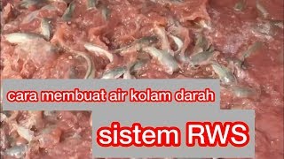 cara membuat probiotik rabalsistem RWS [upl. by Urbai]