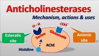 Anticholinesterases  Mechanism actions side effects amp uses [upl. by Gaylor]