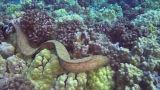 Moray Eel Eats Octopus [upl. by Tavi]