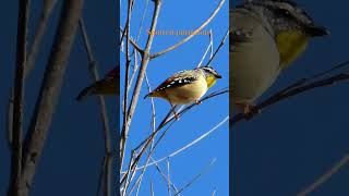 Spotted pardalote zhuzhing up those feathers birds wildlife nature [upl. by Aivil301]