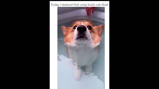 Corgi butts can float  corgi floating in water  corgi floating in tub shorts corgi [upl. by Woodson]