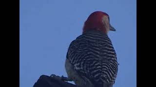 Redbellied Woodpeckers vs Downy Woodpeckers [upl. by Maje]