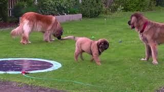 Leonberger Hunde  Minipool  Badespaß [upl. by Brigida83]