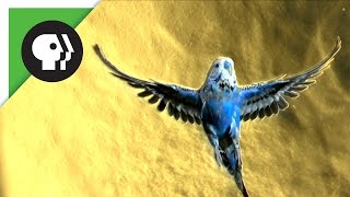 Amazing Parakeet Facts [upl. by Rheta]