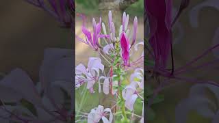 Cleome spinosa [upl. by Asikal939]