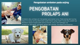 PROLAPS PADA ANJING [upl. by Reniti490]