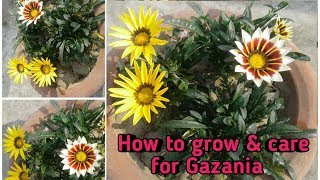 How to grow Gazania in pots [upl. by Eidlog]