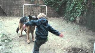 How to play football with a dog [upl. by Torres]