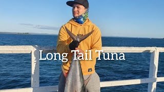 Hervey Bay Fishing Urangan Pier  Tuna 20 kgs [upl. by Bergquist]