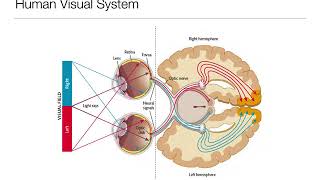 Introduction to Psychology 33 Sensation and Perception Vision [upl. by Rika]